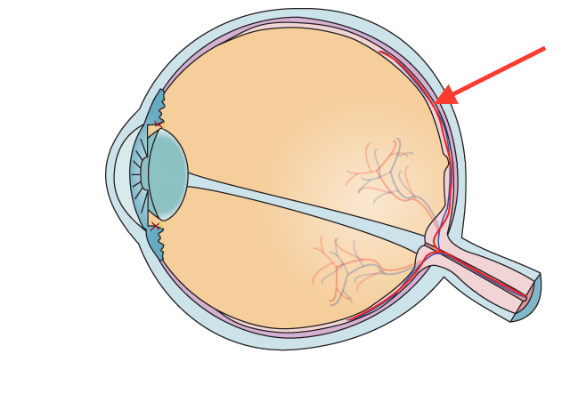 The five features found most commonly in the human iris. The arrows are