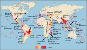 Biodiversity hotspots are indicated on a world map. Most hotspots occur in coastal regions and on islands. Some of the hotspots include New Zealand, Madagascar, Thailand, Vietnam, the west coast of Central America, and southwest Austrailia. Some other areas indicated are the California cost, labeled as the California floristic province, the Mediterranean Basin, and the Carribean islands.