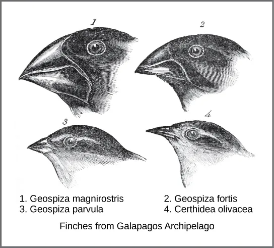 Illustration of Darwin's finches