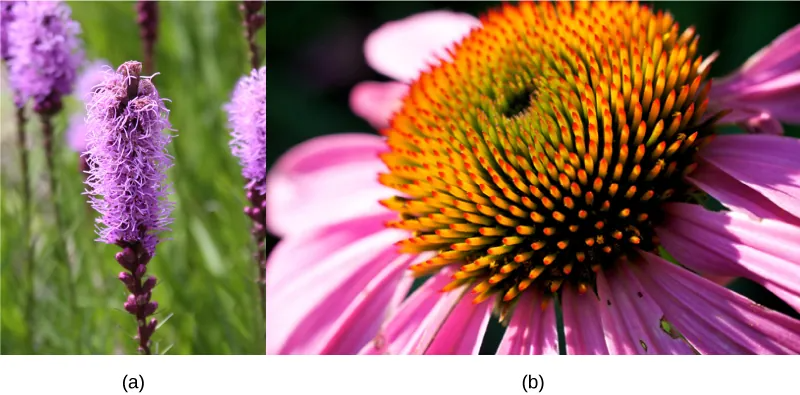 Two pictures depicting morphologically different flowers