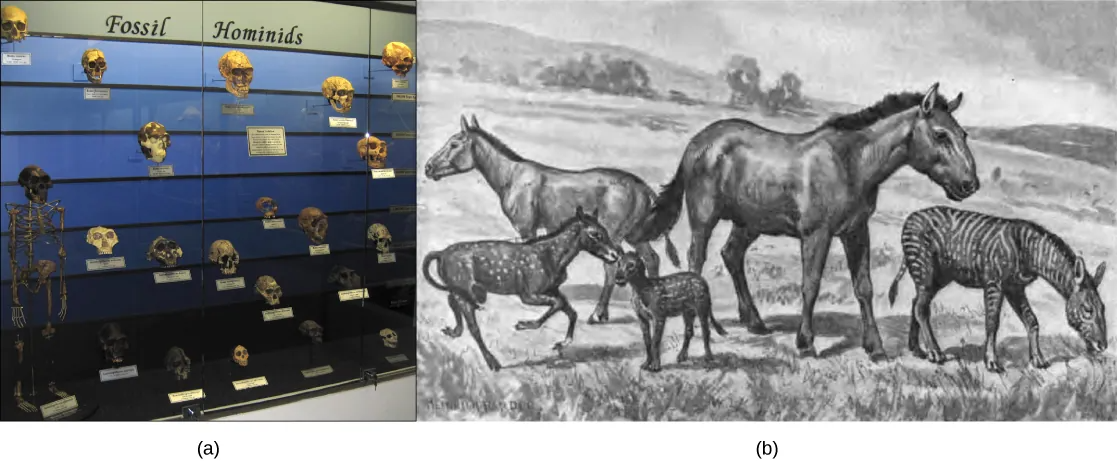 Two pictures showing the skulls of various hominid species on the left, and a drawing of various horse species on the right