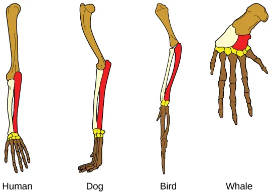 Illustration comparing the bone structure of four mammals: human, dog, whale and bird