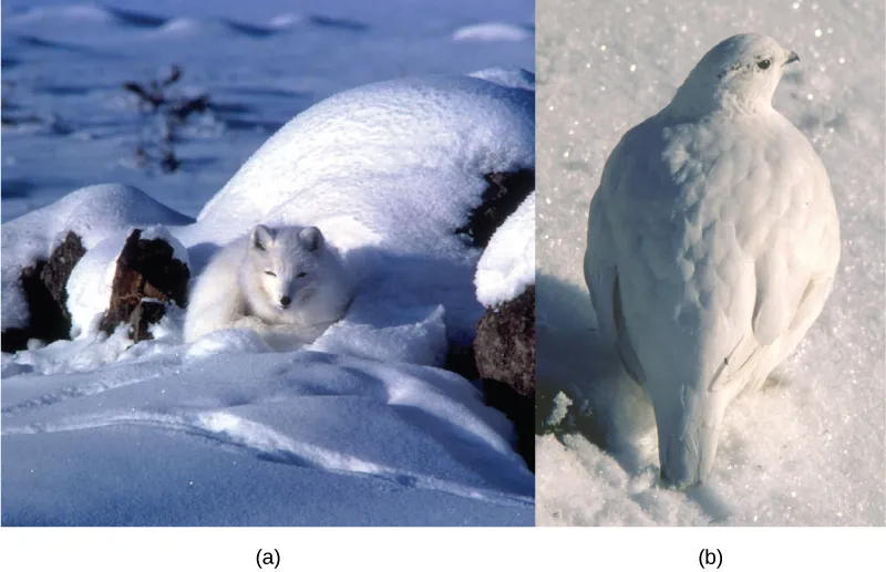 Two pictures showing an arctic fox on the left and a ptarmigan bird on the right, both in the snow