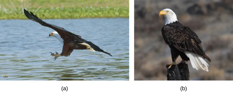 Two pictures of eagles
