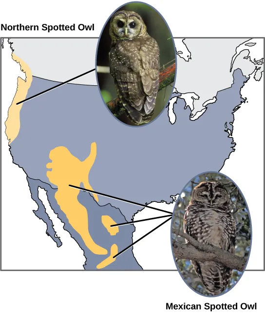 Two spotted owl species, indicated on a map of the Americas