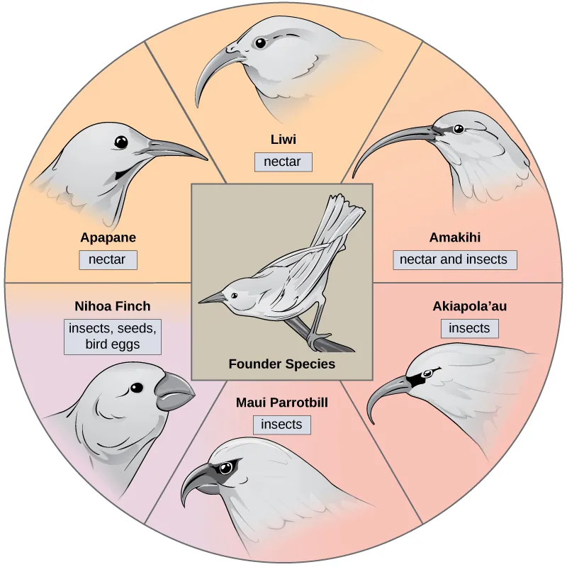 A drawing of various related bird species with different beaks