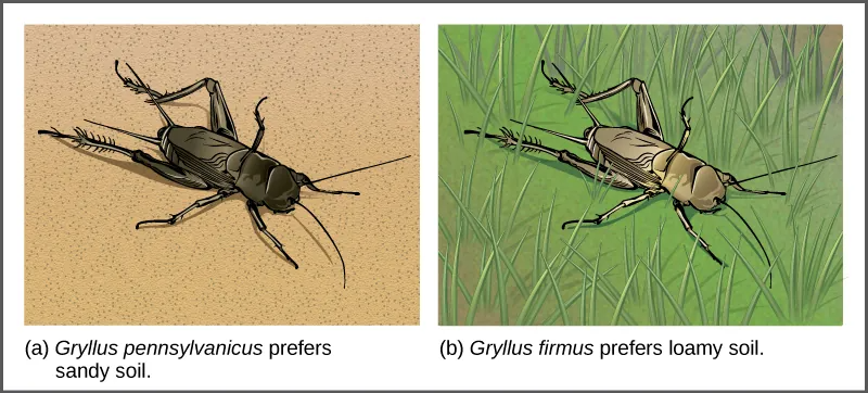 Drawings of two cricket species in their respective habitats