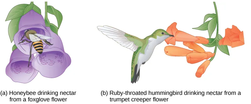 drawings of two different flowers with their co-evolved pollinators