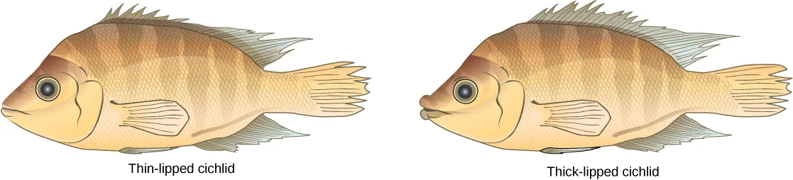 drawing of two cichlid fish