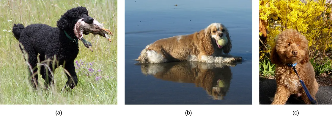 Three pictures of different dog breeds
