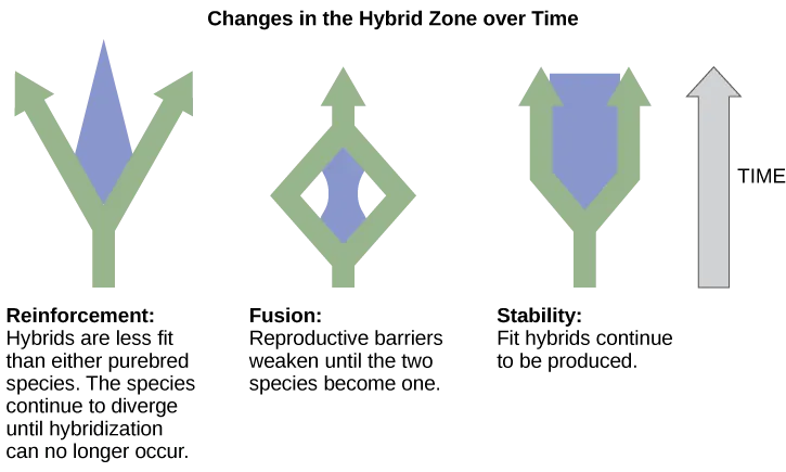 a schematic illustration of three possible changes in the hybrid zone over time