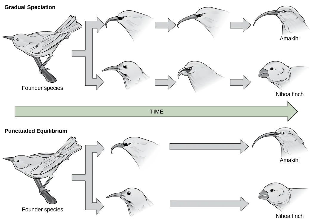 a schematic of gradual speciation and punctuated equilibrium