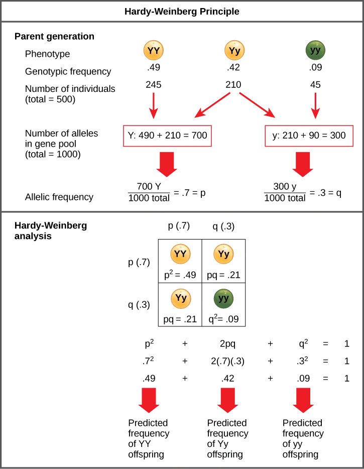 Diagram explaining the Hardy-Weinberg principle