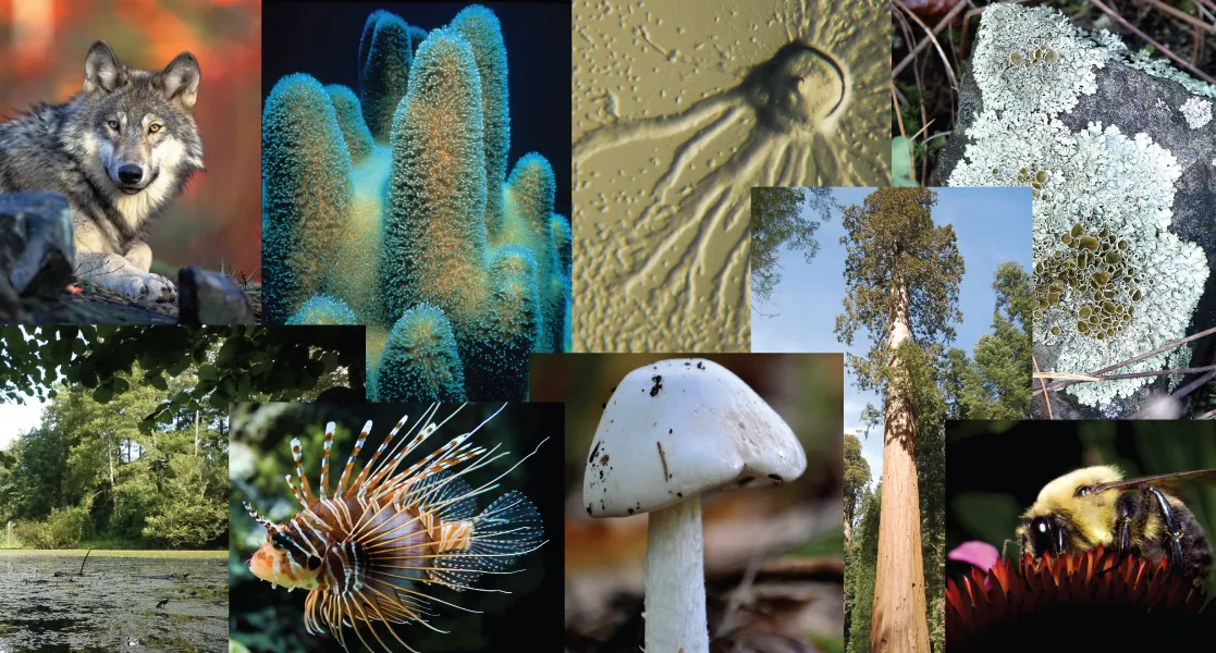 Photo collage of diverse living organisms