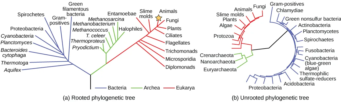 two phylogenetic trees of the three domains of life