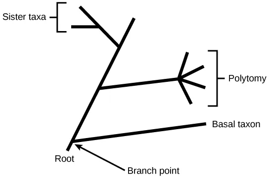 An annotated phylogenetic tree