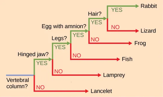 A ladder-like phylogenetic tree