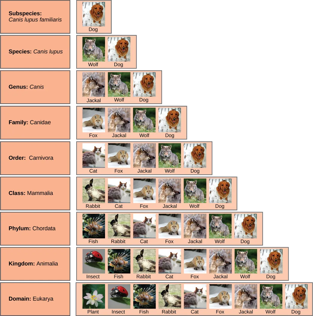 Illustration of the hierarchical taxonomic levels