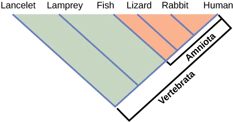 A v-shaped phylogenetic tree