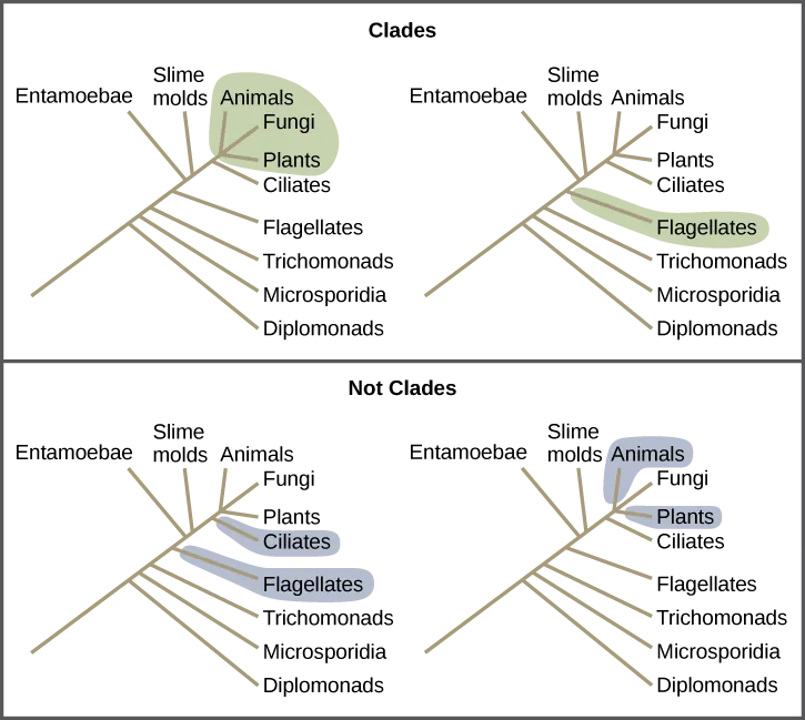 Phylogenetic trees showing the difference between taxa that form clades and those that do not