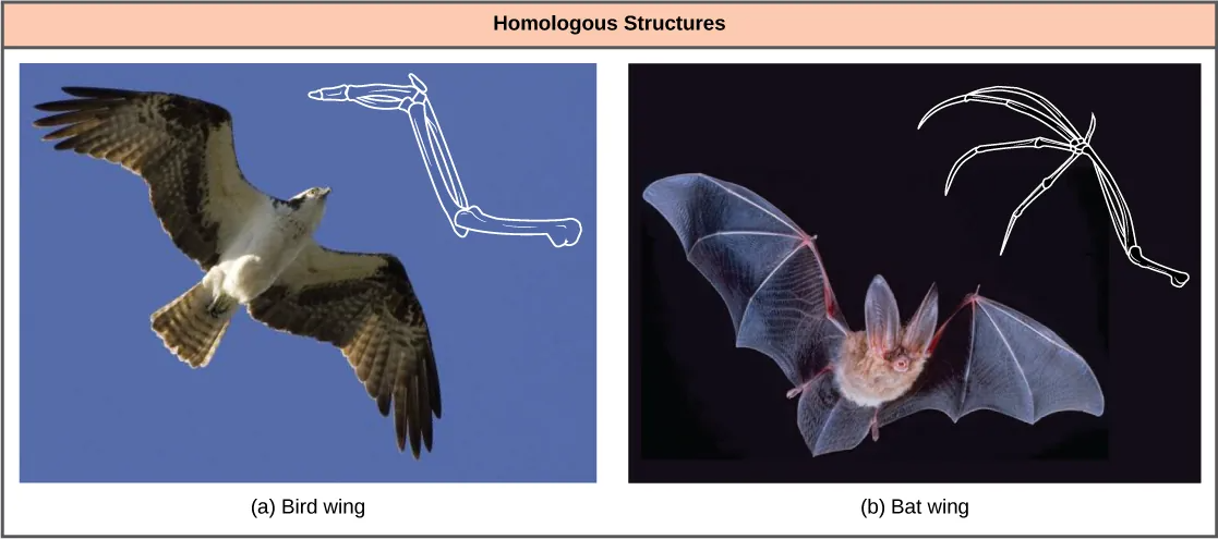 Picture of bird wings and bat wings