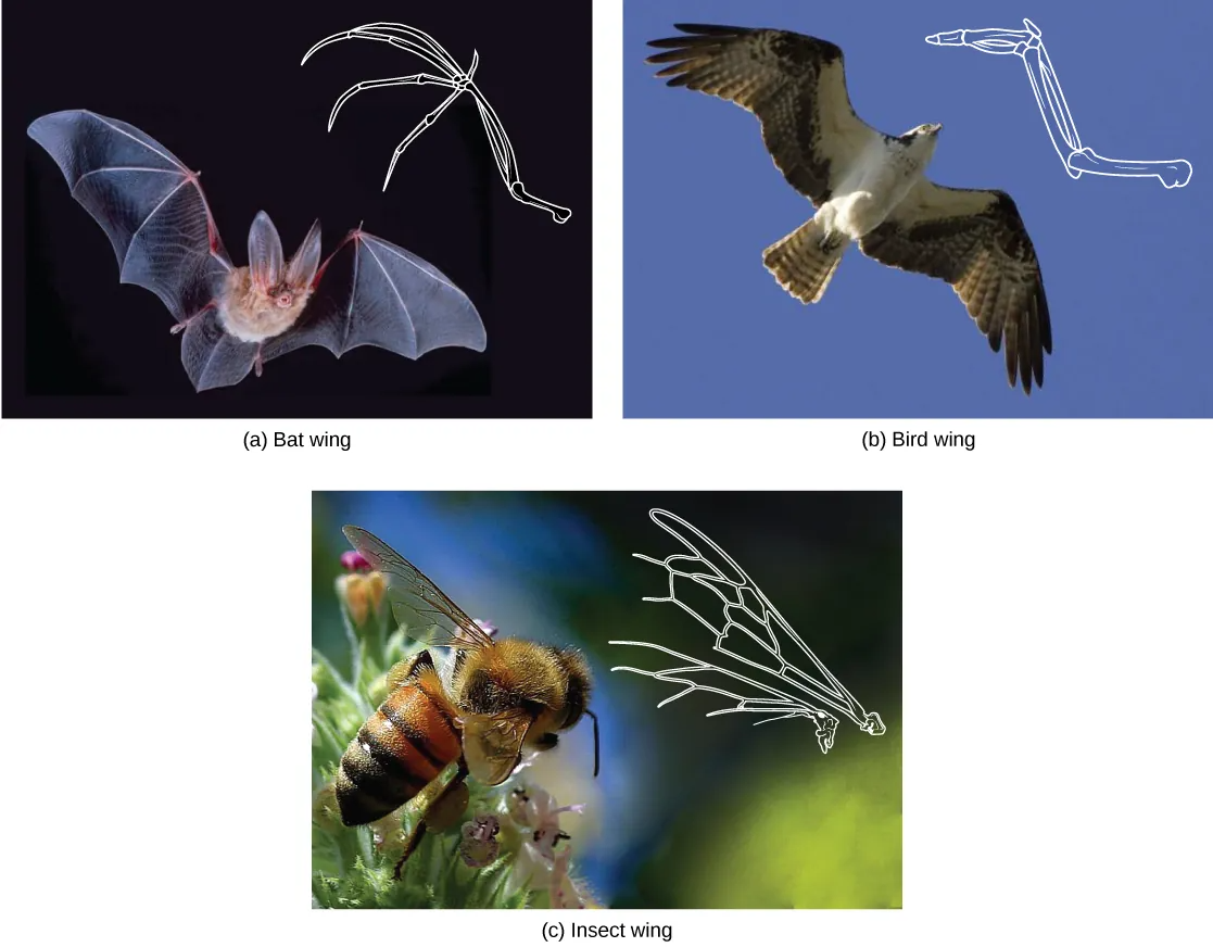 Picture of bird wings, bat wings and bee wings
