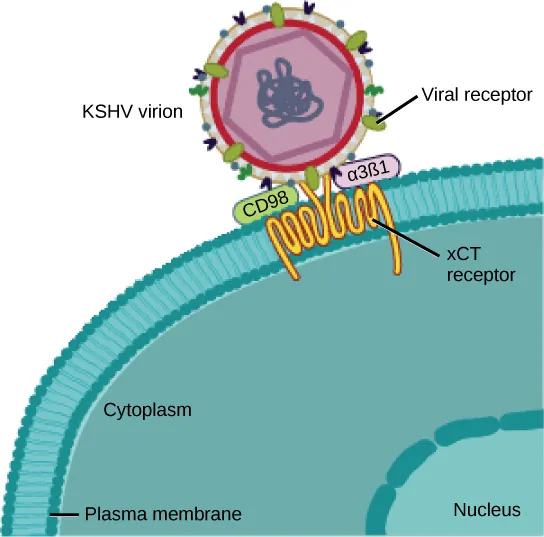 In the illustration a viral receptor on the surface of an H I V virus is attaches to a co-receptor embedded in the plasma membrane. The co-receptor is either C C R 5 or C X C R 4.