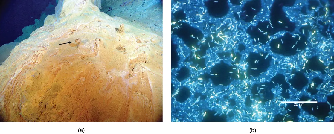 The part a photo shows a reddish-yellow mound with small chimneys growing out of it. Part b micrograph shows rod-shaped bacteria about two microns long swimming over a thicker mat of bacteria.