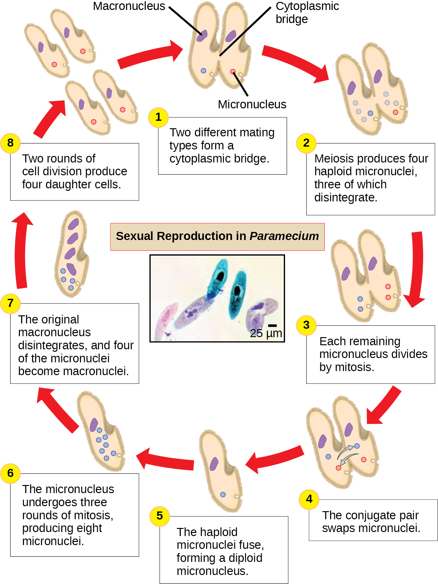 The illustration shows the life cycle of Paramecium. The cycle begins when two different mating types form a cytoplasmic bridge, becoming a conjugate pair. Each Paramecium has a macronucleus and a micronucleus. The micronuclei undergo meiosis, resulting in four haploid micronuclei in each parent cell. Three of these micronuclei disintegrate. The remaining micronuclei divide once by mitosis, resulting in two micronuclei per cell. The parent cells swap one of these micronuclei. The two haploid micronuclei then fuse, forming a diploid micronucleus. The micronucleus undergoes three rounds of mitosis, resulting in eight micronuclei. The original macronucleus dissolves, and four of the micronuclei become macronuclei. Two rounds of cell division result in four daughter cell per each parent cell, each with one macronucleus and one micronucleus.