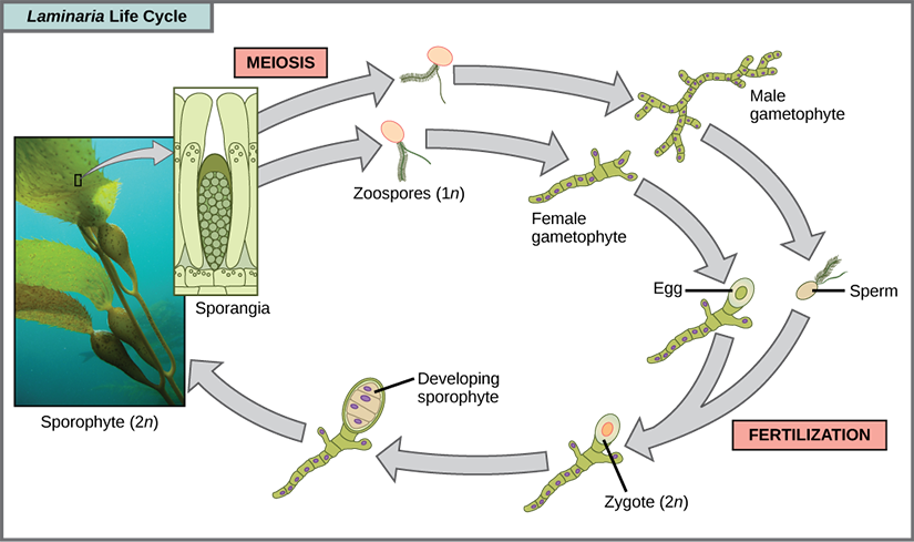 The life cycle of the brown algae, Laminaria, begins when sporangia undergo meiosis, producing 1 n zoospores. The zoospores undergo mitosis, producing multicellular male and female gametophytes. The female gametophyte produces eggs, and the male gametophyte produces sperm. The sperm fertilizes the egg, producing a 2 n zygote. The zygote undergoes mitosis, producing a multicellular sporophyte. The mature sporophyte produces sporangia, completing the cycle. A photo inset shows the sporophyte stage, which resembles a plant with long, flat blade-like leaves attached to green stalks via bladder like connections. Both the blade and stalks are submerged. Sporangia are associated with the leaf like structures.