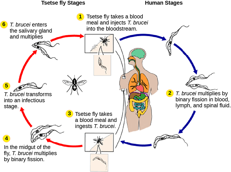 The life cycle of T brucei begins when the tetse fly takes a blood meal from a human host, and injects the parasite into the bloodstream. T brucei multiplies by binary fission in blood, lymph and spinal fluid. When another tsetse fly bites the infected person, it takes up the pathogen, which then multiplies by binary fission in the flys midgut. T brucei transforms into an infective stage and enters the salivary gland, where it multiplies. The cycle is completed when the fly takes a blood meal from another human.