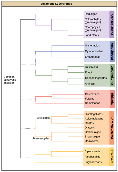 This image displays a proposed protist phylogeny. On the left, a common eukaryotic ancestor has one solid branch and four dotted branches connecting it to the other families. The solid line leads to archeaplasida, which includes algea and land plants, There are dotted lines extedning from the solid line; the first leads to amebozoa, which include slime molds, and leads to opistokonta which includes fungi and animals. The next leads to rhizaria, which include forams, and cercozoans. The next leads to chromalvealata, and broken into two categories, alveolates, containing ciliates, and stramenopiles, containing diatoms and brown algae. The last leads to excavata, containing diplomonads, and parabasalids.