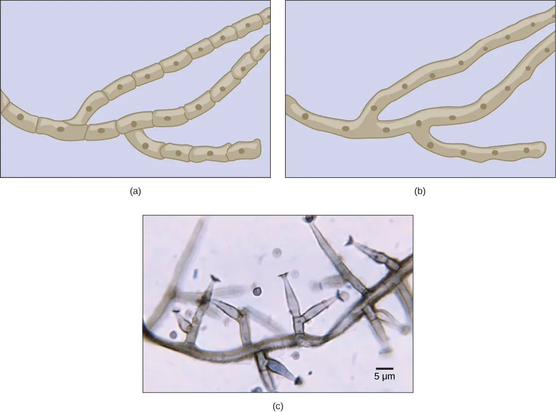 Part A is an illustration of septated hyphae. Cells within the septated hyphae are rectangular. Each cell has its own nucleus, and connects to other cells end to end in a long strand. Two branches occur in the hyphae. Part B is an illustration of coenocytic hyphae. Like the septated hyphae, the coenocytic hyphae consist of long, branched fibers. However, in coenocytic hyphae, there is no separation between the cells or nuclei. Part C is a light micrograph of septated hyphae from Phialophora richardsiae. The hyphae consists of a long chain of cells with multiple branches. Each branch is about 3 microns wide and varies from 3 to 20 microns in length.