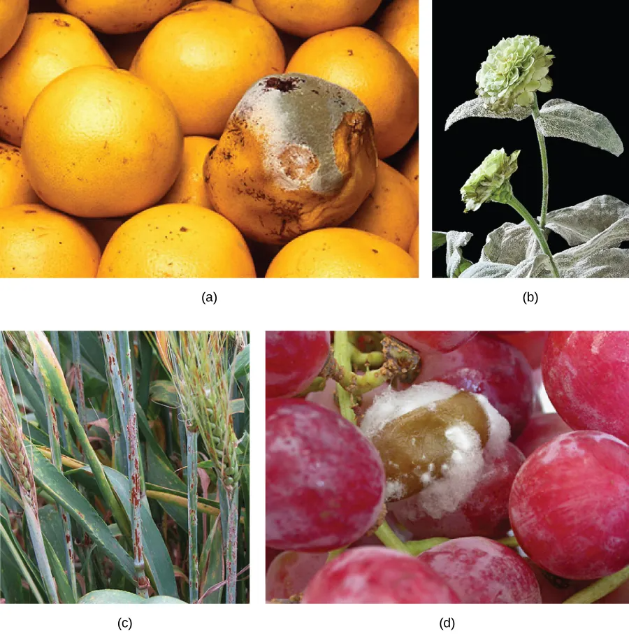 Image displays various plants and fruits infected with fungal pathogens. (a) green mold on grapefruit, (b) powdery mildew covering zinnia flower and leaves, (c) red-colored rust on barley, (d) grey rot on grapes, which appears as a fibrous, almost cotton-like substance.