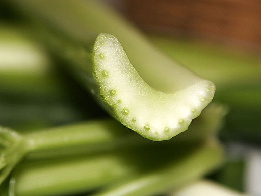 Vascular bundles in celery