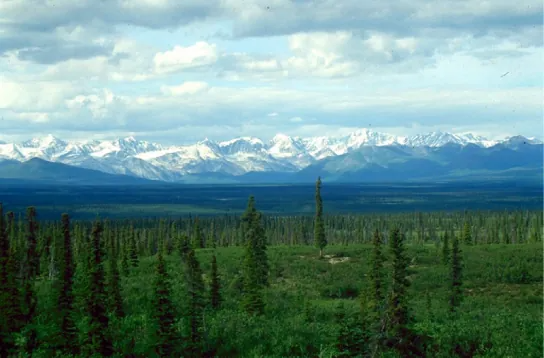 Photo shows a boreal forest with a uniform low layer of plants and tall conifers scattered throughout the landscape. The snowcapped mountains of the Alaska Range are in the background.