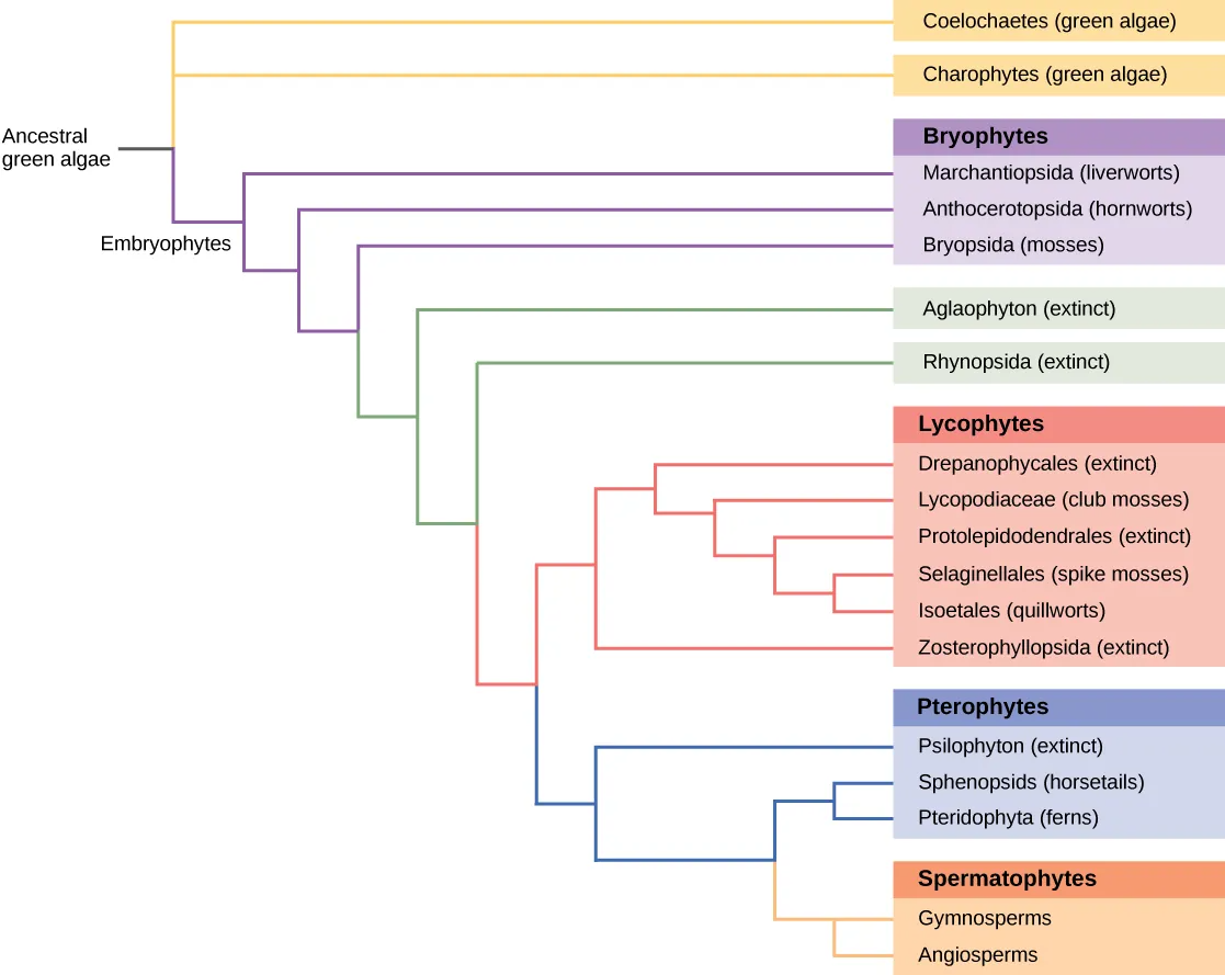 The image depicts a branching diagram (a tree-like structure) where the branches spread horizontally from a main ancestor on the left. On the right, organism names are labeled. The cascading branching starts with a single stem at the upper left corner labeled ‘Ancestral green algae’. This has a branching point giving rise to three horizontal branches. The top two branches extend all the way to the right and are labeled ‘Coelochaetes (green algae)’ and ‘Charophytes (green algae) from top to bottom. The third branch is a short branch labeled ‘Embryophytes’ on the left. It branches into two new branches. The top branch extends all the way to the right and is labeled ‘Marchantiopsida (liverworts)’. The bottom branch divides into two additional branches, the top labeled ‘Anthocerotopsida (hornworts)’. The bottom branch splits into two branches, the top labeled at the right ‘Bryopsida (mosses)’. The liverworts, hornworts, and mosses are collectively labeled Bryophytes. The bottom branch splits into additional two branches, the top labeled at the right ‘Aglaophyton (extinct)’. The bottom splits into two branches, labeled ‘Rhynopsida (extinct)’, and one branch which splits again. The top branch splits into several branches which all end in several organisms collectively labeled ‘Lycophytes’. The order of organisms in this group from top to bottom is ‘Drepanophycales (exctinct); Lycopodiaceae (club moses)’; Protolepidodendrales (exctinct); Selaginellales (spike mosses); Isoetales (quillworts); Zosterophyllopsida (extinct). The bottom branch splits in two additional branches, the first labeled ‘Psilophyton (extinct)’, and the bottom splits again. The top branch gives rise to two branches that are labeled ‘Sphenopsids (horsetails)’; and ‘Pteriodophyta (ferns)'. The Psilophyton, horsetails, and ferns are collectively labeled 'Pterophytes'. Finally the bottom branch splits into two branches, the top labeled ‘Gymnosperms’ and the bottom 'Angiosperms’. These are collectively labeled ‘Spermatophytes’.