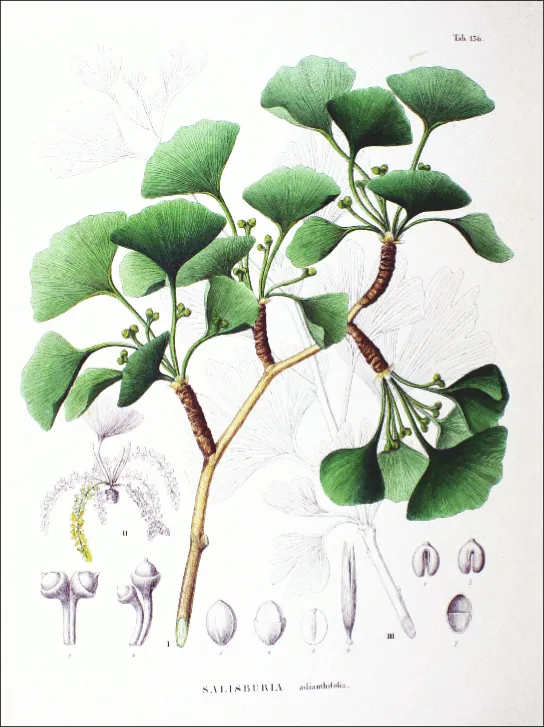 Illustration shows the green, fan-shaped leaves of Ginkgo biloba.