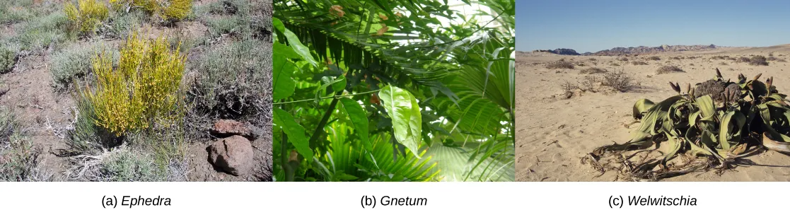 Photo A shows Mormon tea, a short, scrubby plant with yellow branches radiating out from a central bundle. Photo B shows a plant with large, teardrop-shaped green leaves. Photo C shows a plant with long, flat leaves radiating along the ground from a central part with pink buds.