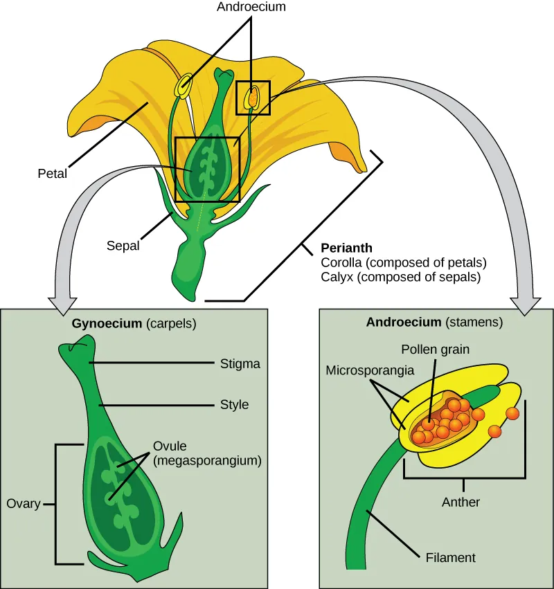 Illustration shows parts of a flower, which is called the perianth. The corolla is composed of petals, and the calyx is composed of sepals. At the center of the perianth is a vase-like structure called the carpel. A flower may have one or more carpels, but the example shown has only one. The narrow neck of the carpel, called the style, widens into a flat stima at the top. The ovary is the wide part of the carpel. Ovules, or megasporangia, are clusters of pods in the middle of the ovary. The androecium is composed of stamens which cluster around the carpel. The stamen consists a long, stalk-like filament with an anther at the end. The anther shown is tri-lobed. Each lobe, called a microsporangium, is filled with pollen.