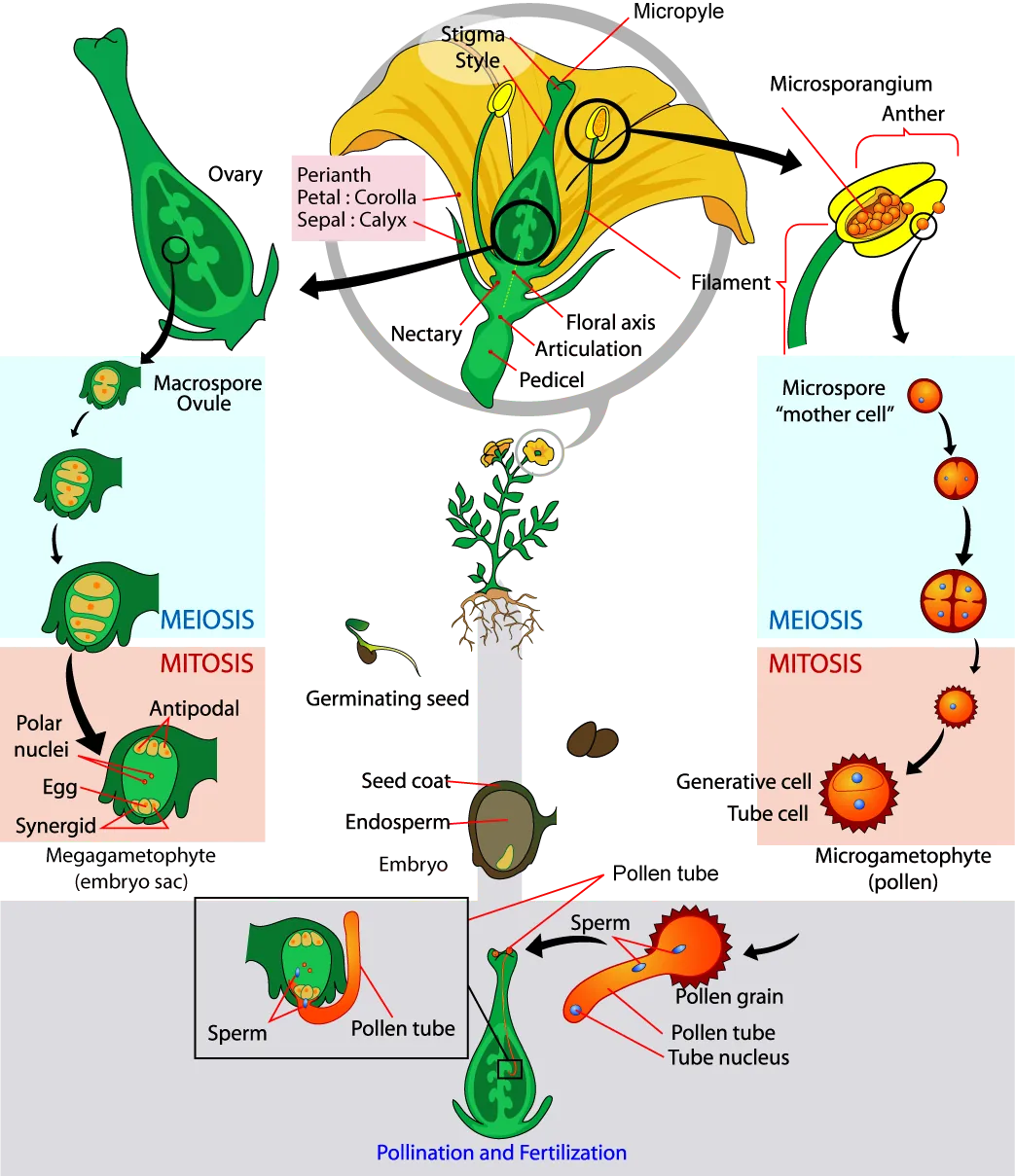 The parts of the flower are shown. The base of the perianth, which includes petals and sepals, is called the flora axis. A narrowing called the articulation separates the floral axis from the lower pedicel, which attached the flower to a stem. Microsporangia are in the anthers. Microspores, or mother cells form inside the microsporangia. The microspore undergoes meiosis, producing four cells, each of which becomes a grain of pollen with a hard coating. The pollen grain undergoes mitosis, producing a generative cell and a tube cell. Macrospores form inside vase-like carpel, in the ovules, which are in the ovaries. The macrospores undergo meiosis, producing four cells. The cells then undergo mitosis, producing three antipodals, two polar nuclei, and egg and two synergids, each with a nucleus. Together, these cells are called the megagametophyte, or embryo sac. Pollination occurs when a pollen grain lands on the stigma, the flat structure at the top of the carpel. The tube nucleus grows into the long style, to the ovary. There, the generative cell of the sperm fertilizes the egg.