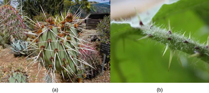 Photo A shows a green cactus. It is covered in clusters of long, slender spines that are pale white and have visible sharp points. Photo B shows a green fuzzy stem with several short green thorns protruding from it.