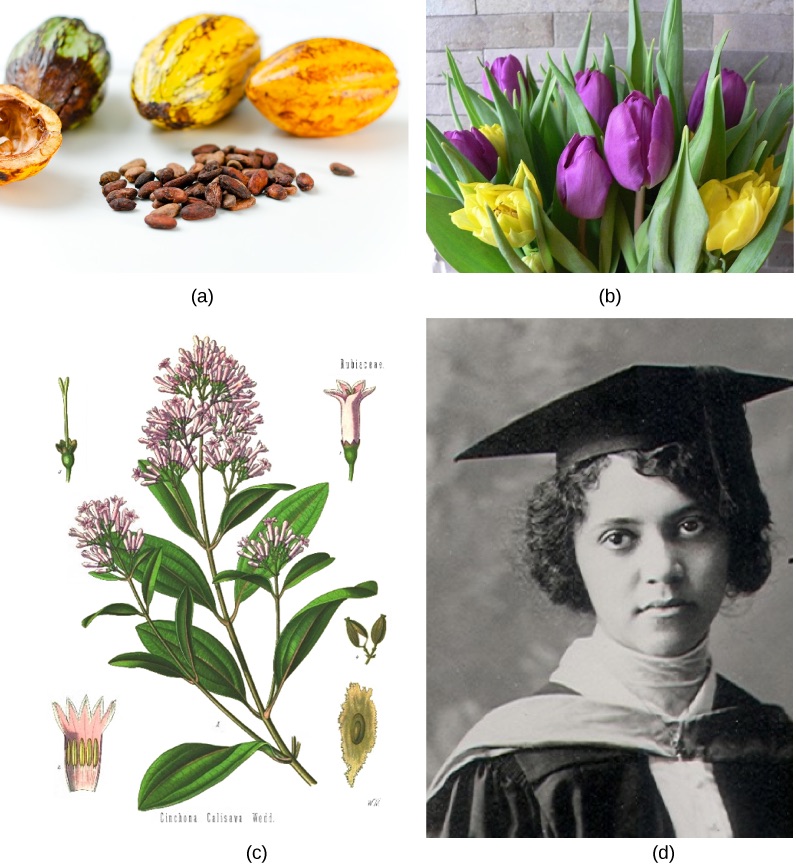 Photo A shows small, almond-shaped cacao seeds and the oval cacao fruit. Photo B shows a bouquet of purple and yellow tulips. Illustration C shows the teardrop-shaped leaves and small pink flowers of a cinchona tree. Photo D shows a violin, a stringed instrument whose body is in the shape of an eight, and a neck extends upward from the body.