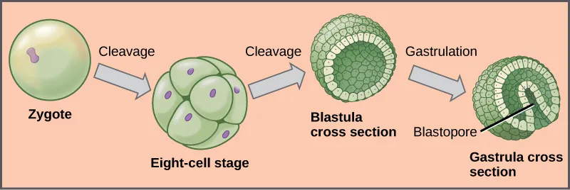The left part of the illustration shows a single-celled zygote. The initial cleavage, or cell division, results in a ball of cells, called the eight-cell stage. The cells do not grow during cleavage, so the eight-cell stage ball is about the same diameter as the zygote. Further cleavage results in a hollow ball of cells called a blastula. Upon gastrulation, part of the ball of cells invaginates, forming a cavity called a blastopore.
