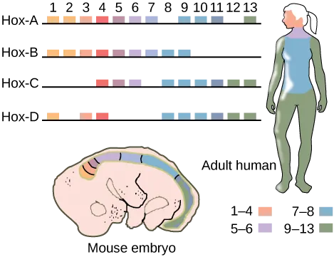 This illustration shows the four clusters of Hox genes found in vertebrates: Hox A, Hox B, Hox C, and Hox D. There are 13 Hox genes, but not all of them are found in each cluster. In both mice and humans, genes 1 through 4 regulate the development of the head. Genes 5 and 6 regulate the development of the neck. Genes 7 and 8 regulate the development of the torso, and genes 9 through 13 regulate the development of the arms and legs.