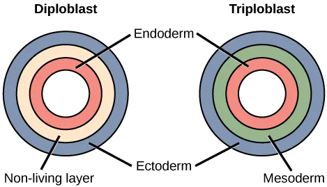 The left illustration shows the two embryonic germ layers of a diploblast. The inner layer is the endoderm, and the outer layer is the ectoderm. Sandwiched between the endoderm and the ectoderm is a non-living layer. Right illustration shows the three embryonic germ layers of a triploblast. Like the diploblast, the triploblast has an inner endoderm and an outer ectoderm. Sandwiched between these two layers is a living mesoderm.