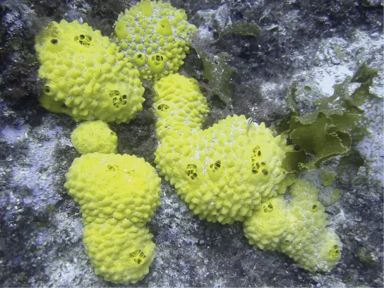 Amazing footage of sponges pumping! 