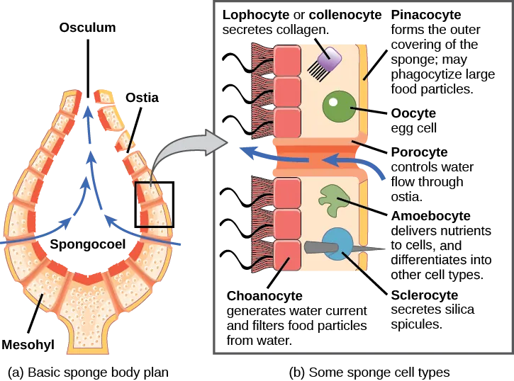 Part a shows a cross-section of a sponge, which is vase-shaped. The central opening is called the spongocoel. The body is filled with a gel-like substance called mesohyl. Pores within the body, called ostia, allow water to enter the spongocoel. Water exits through a top opening called an osculum. Part b shows an enlarged view of the sponge body. The outer surface is covered with cells called pinacocytes, which form the skin. Pinacocytes consume large food particles by phagocytosis. The inner surface is lined with cells called choanocytes, which have flagella that move water through the body. The mesohyl is sandwiched between the outer and inner surfaces. Various cell types exist within this layer. These include collagen-secreting lophocytes, amoebocytes, which carry out a variety of functions, and oocytes. Sclerocytes within this layer produce silica spicules that extend outside the body of the sponge. Porocytes, hollow tube-shaped cells that span the body of the sponge, regulate movement of water through the ostia.