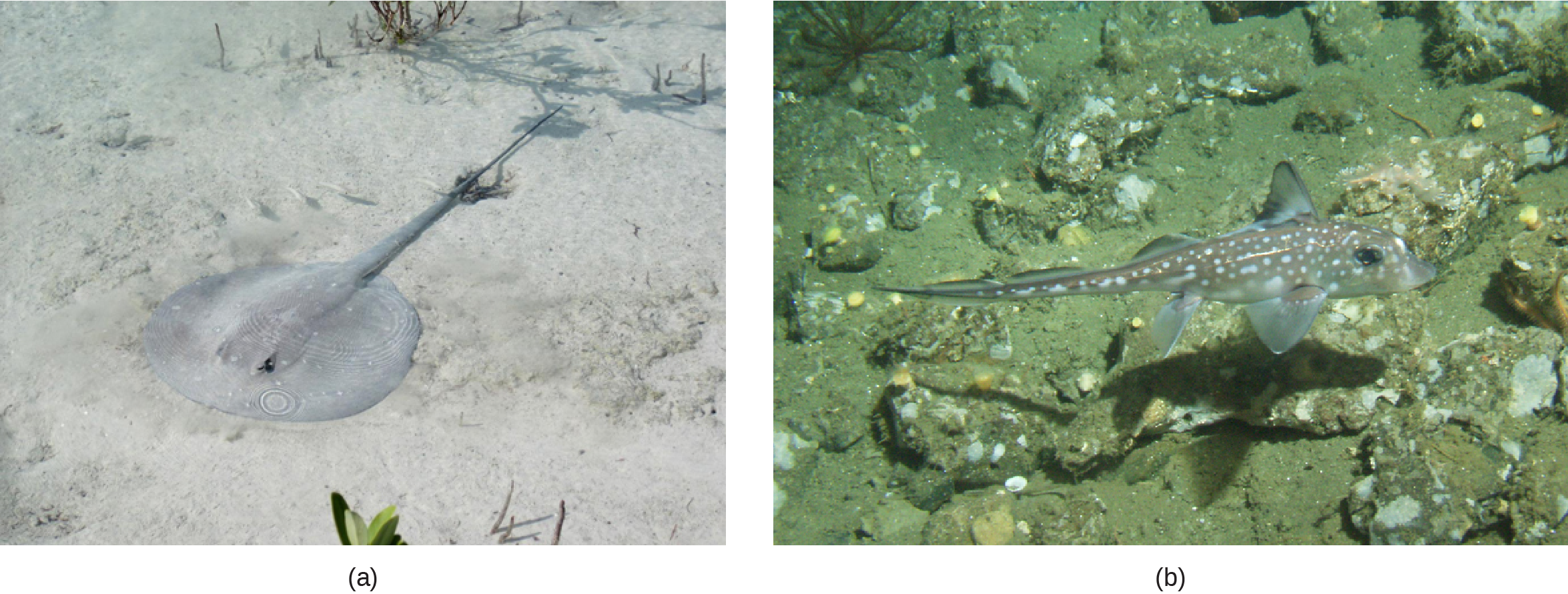 The photo shows a stingray with a long, thin body and a circular head, resting on the sandy bottom.