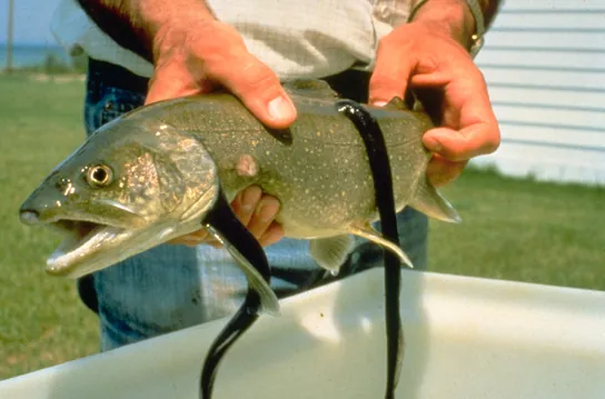 The photo shows leech-like sea lampreys latched onto a large fish. The sea lampreys have a long, smooth, slender body.